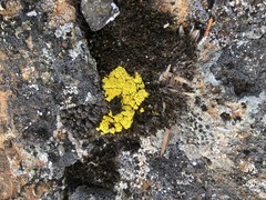 Arthrorhaphis citrinella