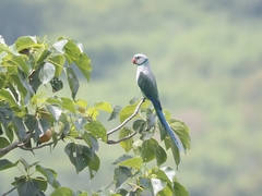 Psittacula columboides