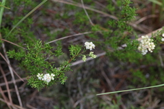 Polygonum dentoceras
