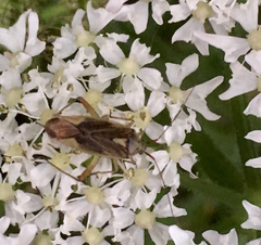 Closterotomus trivialis