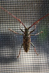 Monochamus marmorator