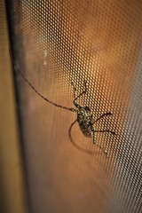 Monochamus marmorator