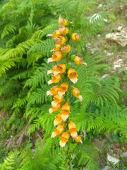 Digitalis laevigata
