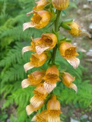 Digitalis laevigata