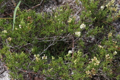 Polygonum dentoceras
