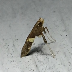 Caloptilia umbratella