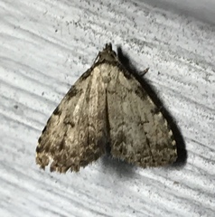 Dyspyralis puncticosta