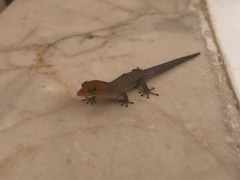 Sphaerodactylus lineolatus