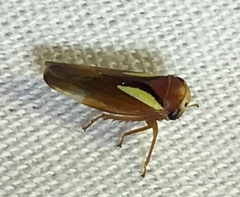 Balcanocerus provancheri