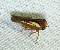 Balcanocerus provancheri