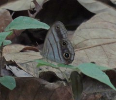 Magneuptychia harpyia