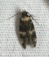 Oegoconia deauratella