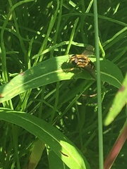 Helophilus obscurus