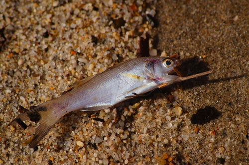 Polynemidae