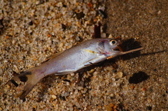 Polydactylus