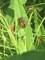 Helophilus obscurus