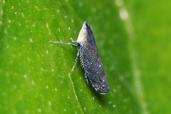 Scaphytopius loricatus