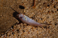 Polydactylus