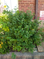 Fothergilla gardenii