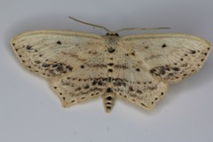 Scopula cacuminaria