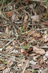 Dichanthelium patentifolium