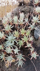 Dudleya virens hassei