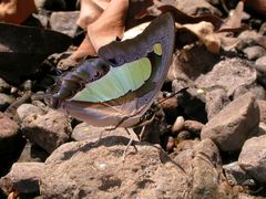 Polyura bharata