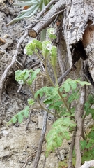 Phacelia lyonii