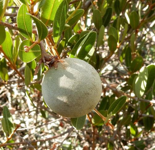 Ancylobothrys capensis