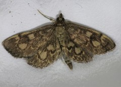 Anania coronata