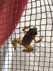 Colostethus ruthveni