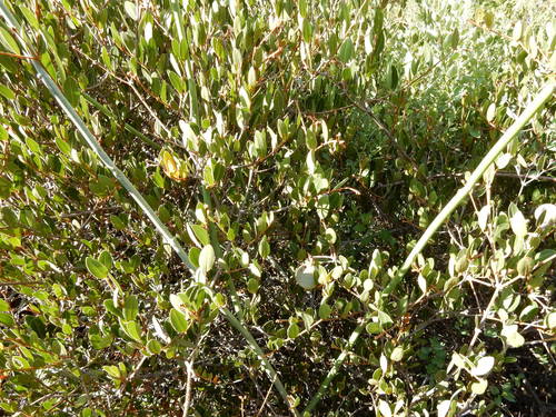 Ancylobothrys capensis, photograph 1