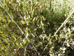 Ancylobothrys capensis, photograph Henry de Lange, CC BY, iNaturalist via GBIF