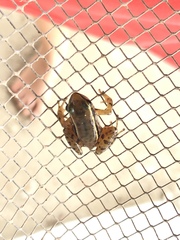 Colostethus ruthveni