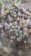 Dudleya virens hassei