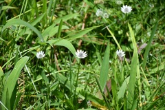 Eryngium scaposum