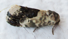 Acontia ectorrida