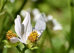 Celastrina echo gozora