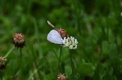Celastrina echo gozora