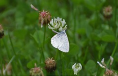 Celastrina echo gozora