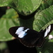 Heliconius cydno zelinde - Photo (c) Lepidoptera Colombiana 🇨🇴, algunos derechos reservados (CC BY-NC), subido por Lepidoptera Colombiana 🇨🇴