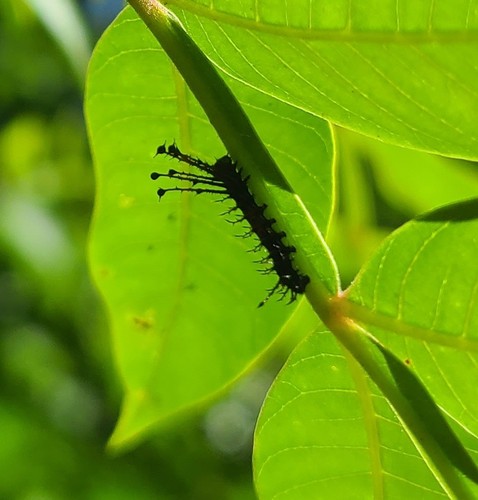 Regal Moth photo 5
