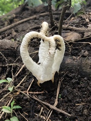 Blumenavia angolensis