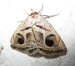 Cometaster pyrula