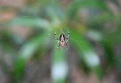 Neoscona orizabensis