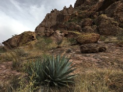 Agave simplex