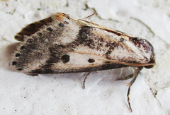 Schalidomitra ambages