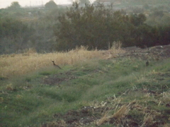 Phasianus colchicus