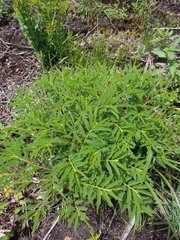Chamaecrista nictitans aspera