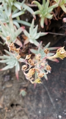 Dudleya virens hassei